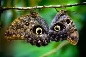 Gli animali che vedono un mondo diverso dal nostro: gli occhi più sorprendenti della natura