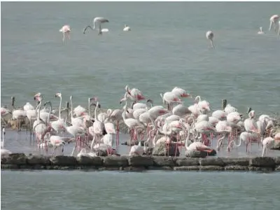 Fenicotteri rosa, storica prima nidificazione nelle Saline di Trapani e Paceco