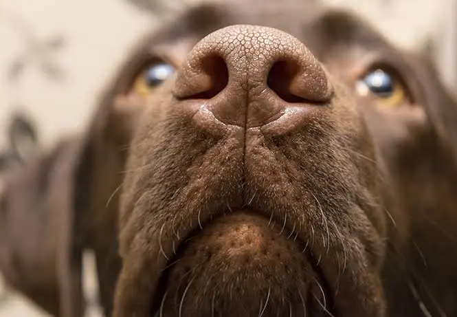 Gli animali detective: quando il fiuto diventa uno strumento della scienza