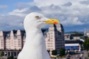 Animali e città: chi prospera davvero nella vita urbana?