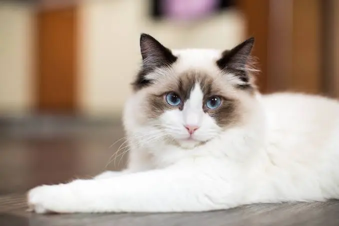 Gatti, ogni razza un carattere diverso? Cosa c’è davvero di vero