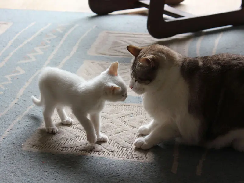 Come far accettare al gatto di casa il nuovo arrivato: consigli per una convivenza serena