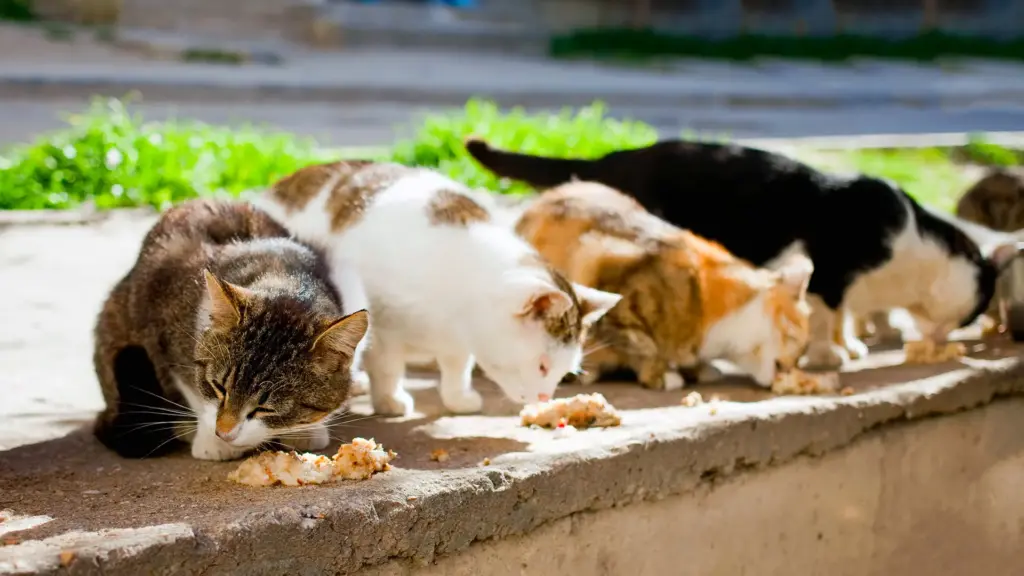 Gatti senza casa: la sfida invisibile delle città italiane