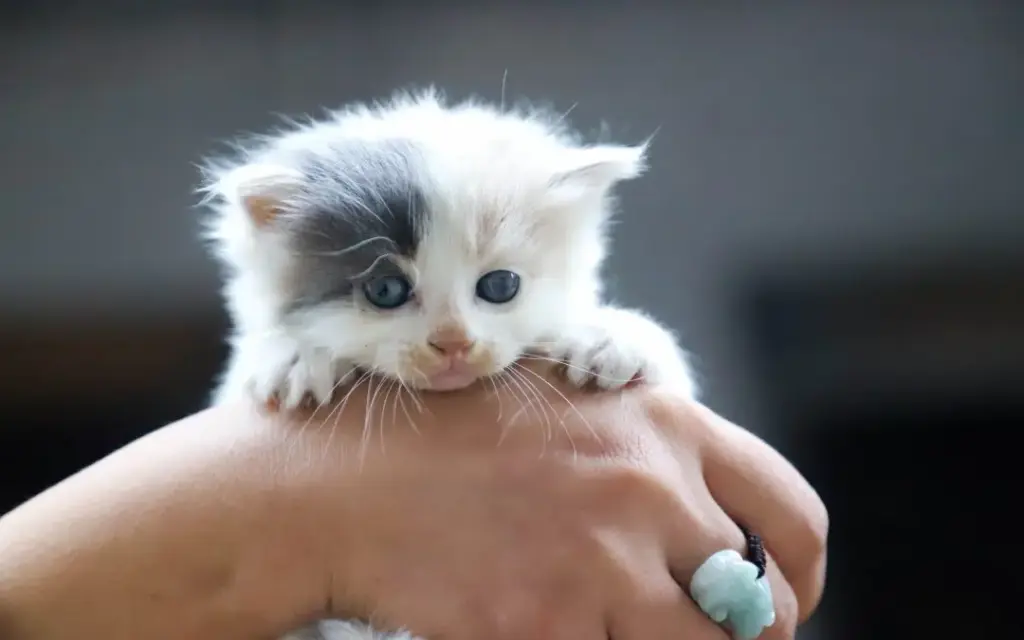 Prendere un gattino dopo aver perso un gatto anziano: scelta giusta o rischio di colmare un vuoto?