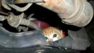 Gattino incastrato nel motore di un’auto: cosa fare e come intervenire