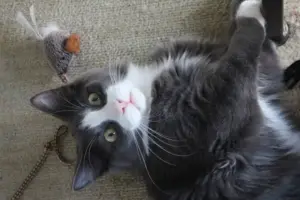Gatti indoor felici: come arricchire la vita di un felino che vive solo in casa