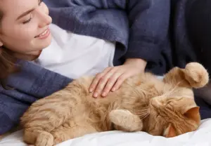 Perché alcuni gatti odiano essere accarezzati sulla pancia?