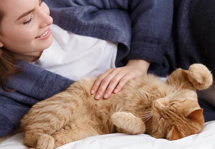 Perché alcuni gatti odiano essere accarezzati sulla pancia?