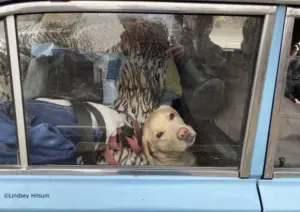 Anche gli animali pagano il prezzo delle guerre: storie di sopravvivenza tra bombe e distruzione