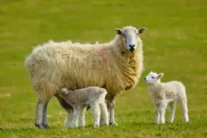 Cambiare il DNA degli animali: scienza del futuro o limite da non superare?
