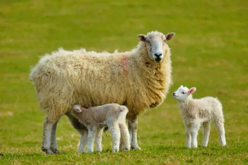 Cambiare il DNA degli animali: scienza del futuro o limite da non superare?