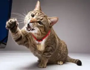 Gatti che mordicchiano e graffiano: cosa fare e come interpretare il loro comportamento