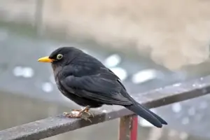 Caldo estremo, un pericolo per gli uccelli urbani? Come aiutarli