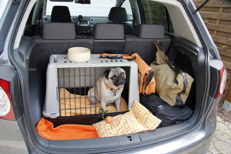 Animali in auto: come trasportarli in sicurezza e nel rispetto delle regole