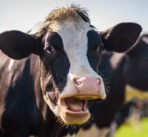 Perché le mucche producono così tanto metano? La risposta è nei loro “rutti”