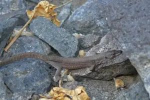 La lucertola delle Eolie che sfida l’estinzione: a Filicudi vive una delle popolazioni più rare al mondo