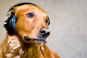 Animali e musica: quali specie amano davvero i suoni?