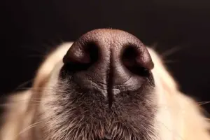 Perché i cani annusano tutto? Il mondo visto attraverso il loro naso