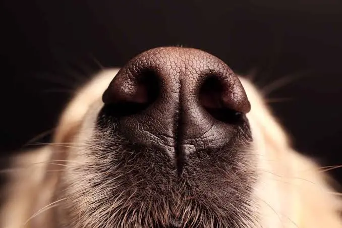Perché i cani annusano tutto? Il mondo visto attraverso il loro naso