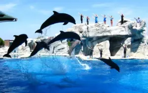 Delfini in piscina: intrattenimento o prigionia?