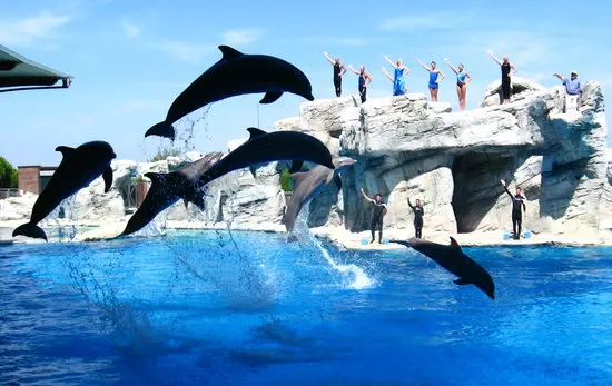 Delfini in piscina: intrattenimento o prigionia?