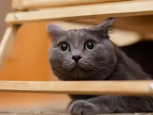 Gatti che hanno paura dei rumori: come aiutarli a sentirsi più sicuri