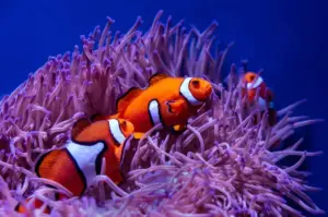 Gli animali che cambiano sesso: il sorprendente equilibrio della natura