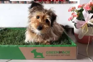 Pet green: come vivere con animali domestici in modo più sostenibile