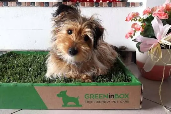 Pet green: come vivere con animali domestici in modo più sostenibile