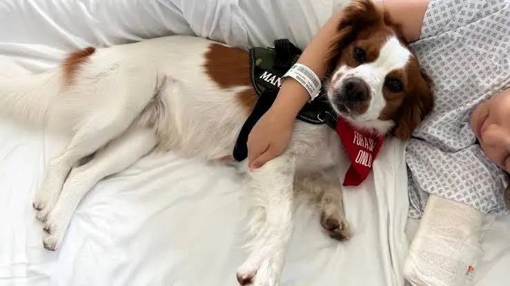 Quando un animale aiuta a guarire: il valore della terapia con gli amici a quattro zampe