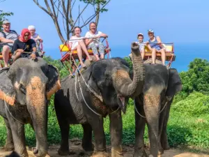 La vacanza perfetta ha un costo nascosto: il business degli animali per i turisti