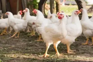 Dietro il cibo che arriva in tavola: il mondo nascosto degli allevamenti intensivi