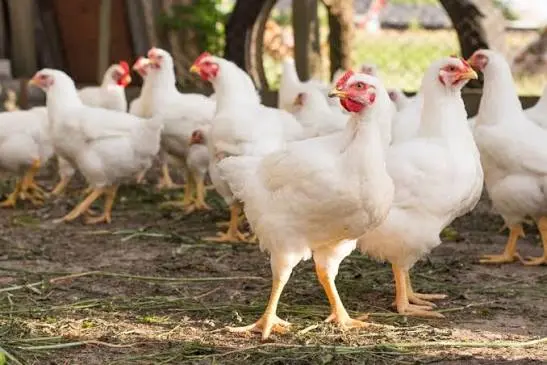 Dietro il cibo che arriva in tavola: il mondo nascosto degli allevamenti intensivi