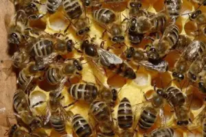Ecco come le api scelgono la loro ape regina: il mistero della regina dell’alveare