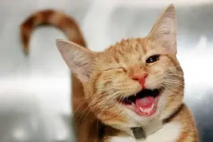 Qual è il modo più semplice per comunicare con il tuo gatto? L’arma segreta è il “sorriso felino”