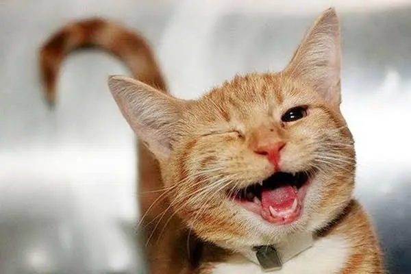 Qual è il modo più semplice per comunicare con il tuo gatto? L’arma segreta è il “sorriso felino”