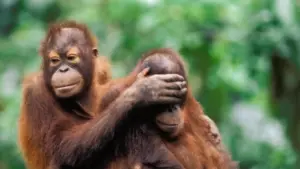Gli animali detective: come riconoscono amici, nemici e parenti