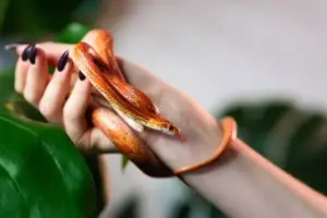 Animali esotici in casa: una scelta che richiede consapevolezza