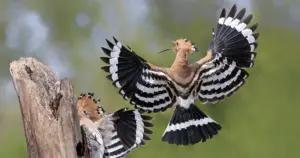 Centri di recupero fauna selvatica: cosa fanno e perché sono fondamentali per la natura