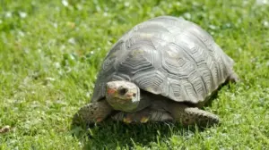 Gli animali che “invecchiano meglio”: specie che sfidano il tempo