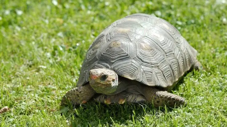 Gli animali che “invecchiano meglio”: specie che sfidano il tempo