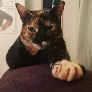 Gatti tartarugati: perché sono speciali, caratteristiche e indole delle “gatte dai mille colori”
