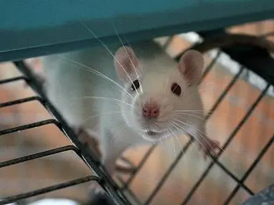 Sperimentazione animale, la ricerca guarda al futuro: quali alternative esistono oggi?