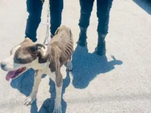 Palermo, pitbull anziano e malato abbandonato su una terrazza sotto il sole, senza cibo né acqua