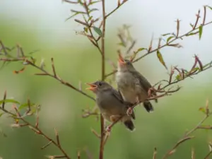 Gli animali “musicisti”: suoni, ritmi e canzoni nel regno animale