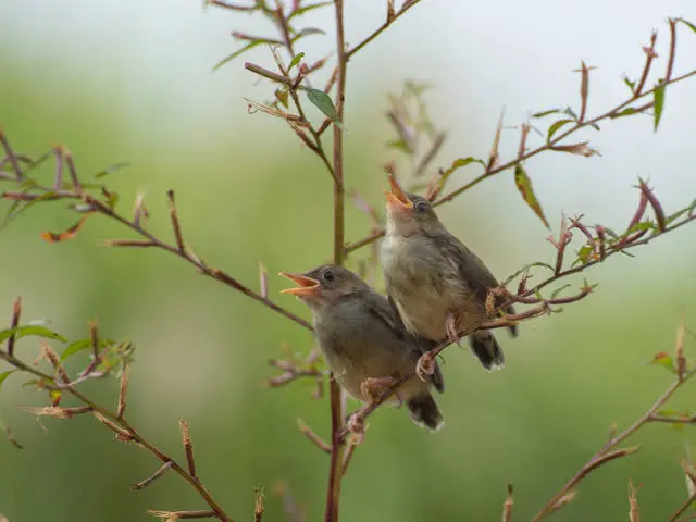 Gli animali “musicisti”: suoni, ritmi e canzoni nel regno animale