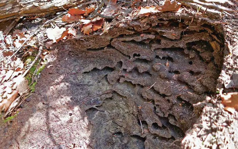 Gli animali architetti: le case più incredibili costruite in natura
