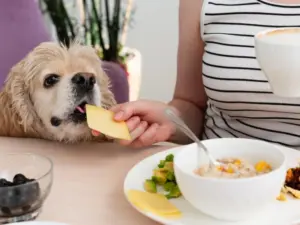Cibi velenosi per cani: quali evitare e segnali d’allerta per la salute del tuo pet