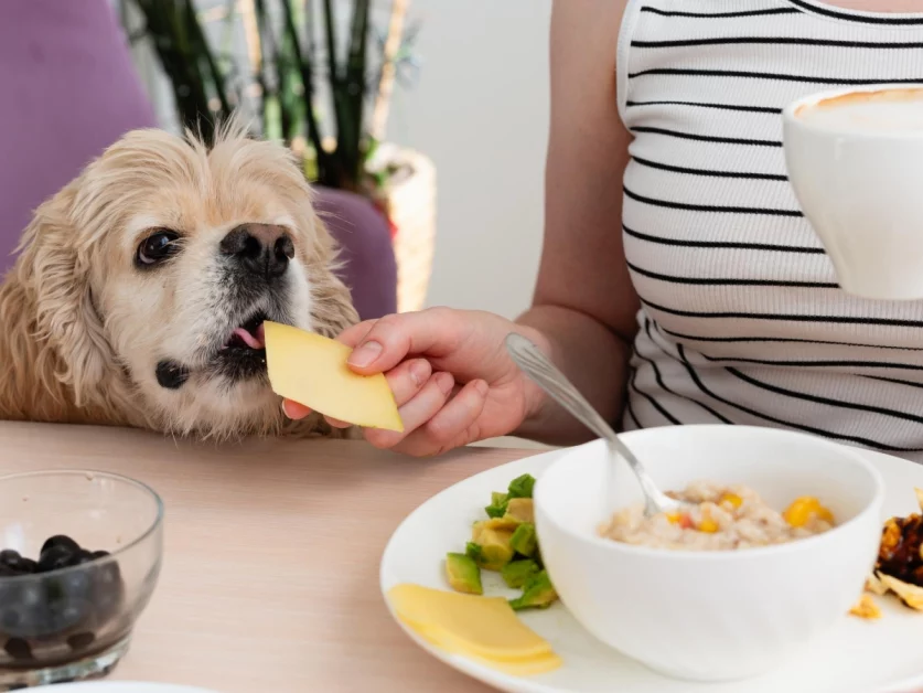 Cibi velenosi per cani: quali evitare e segnali d’allerta per la salute del tuo pet