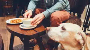 Bar e ristoranti possono negare l’accesso ai cani? Ecco cosa prevede la legge